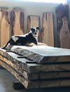 Black and white dog lying on stacked rough-cut hardwood slabs with live edges in a workshop.