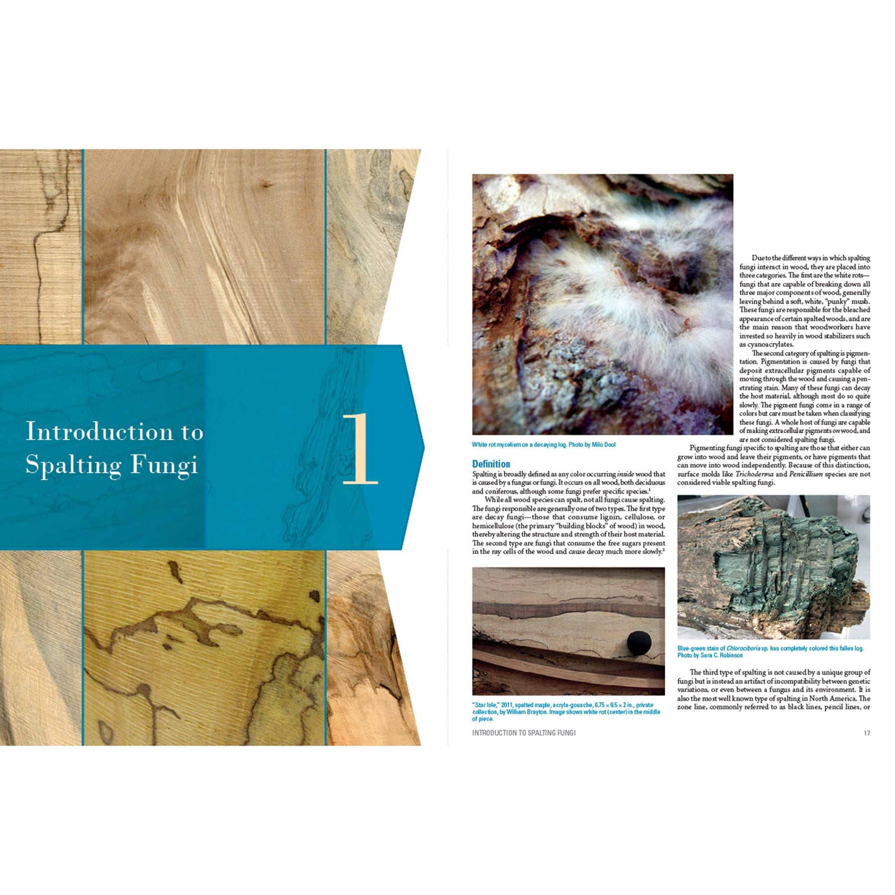 Spalted Wood: The History, Science, and Art of a Unique Material alt 0